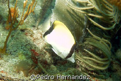 Reef Butterflyfish,Humacao, Puerto Rico,Camera, DC310 by Pedro Hernandez 